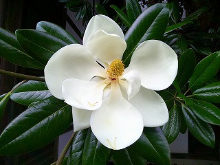 DSCF0002